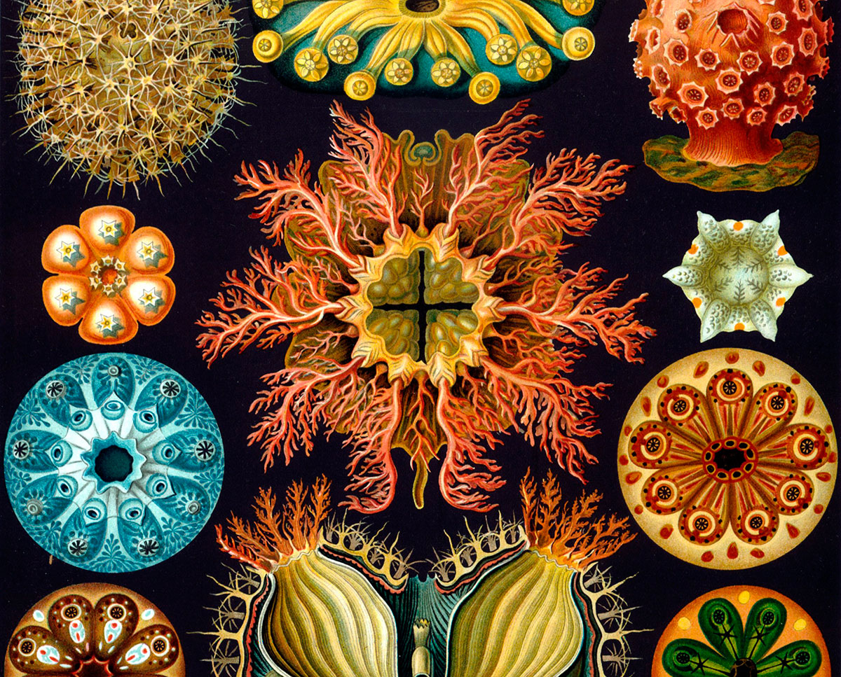 Art forms of nature – Ernst Haeckl