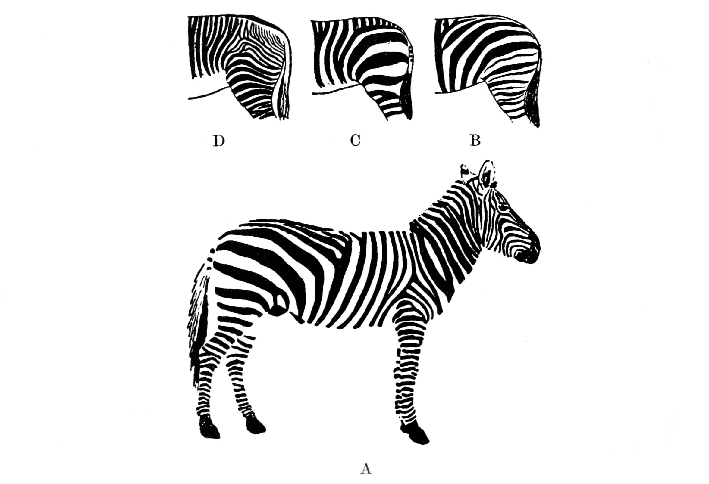 les-rayures-des-zebres-patterns-on-growth-and-form-index-grafik