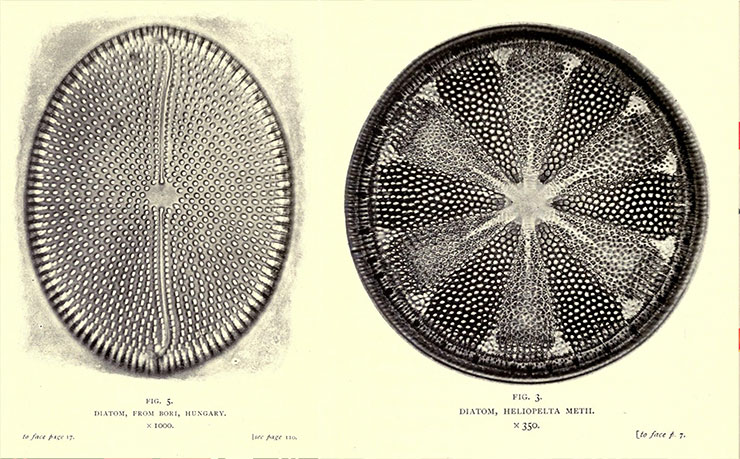 Nature-through-Microscope-and-Camera-Arthur-E-Smith-1909-image01