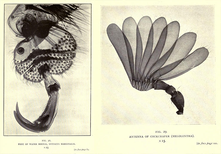 Nature-through-Microscope-and-Camera-Arthur-E-Smith-1909-image04