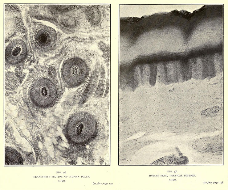 Nature-through-Microscope-and-Camera-Arthur-E-Smith-1909-image05